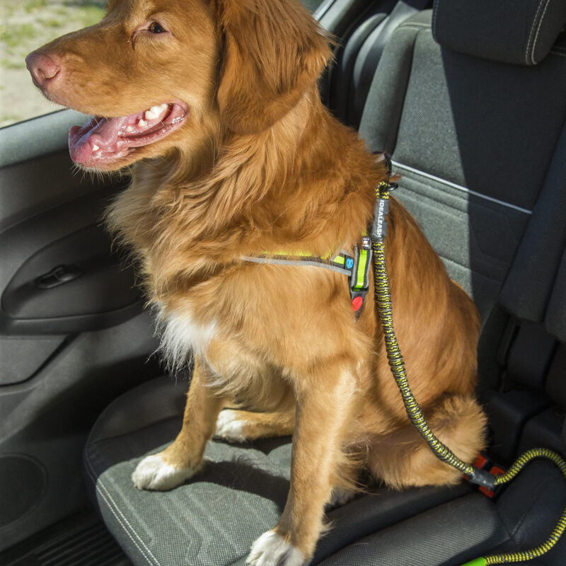 Nieprzegryzalna smycz z amortyzatorem 2w1 Walk & Travel - obrazek 4